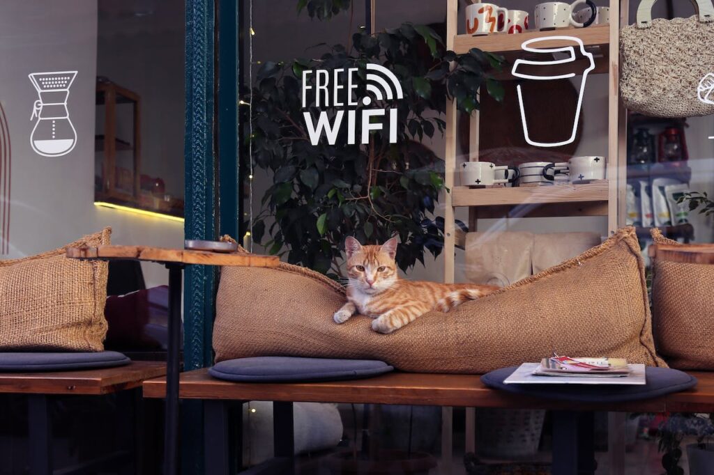 Cat cafe